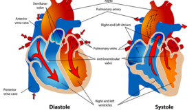 Cardiovascular Care in Humble TX